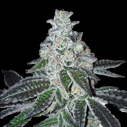 Gelato Feminised Seed