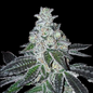 Gelato Feminised Seed