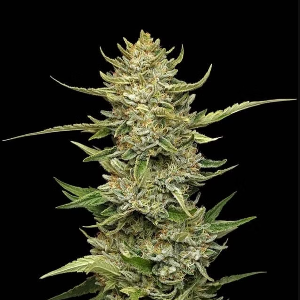 Sour Diesel Feminised Seed